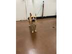 Adopt Capri a Pit Bull Terrier