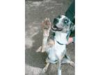 Adopt Koda a Catahoula Leopard Dog, Mixed Breed