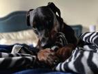 Adopt Millie (EDMONTON, AB) a Doberman Pinscher