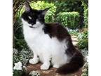 Adopt Misha a Domestic Long Hair