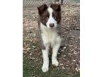 Adopt Fancy a Border Collie