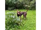 Adopt Selena a Chocolate Labrador Retriever, Mixed Breed