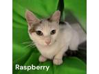 Adopt Raspberry (Catnip) a Domestic Short Hair