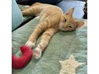 Adopt Amber a Domestic Short Hair