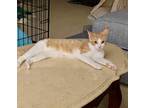 Adopt Ginger a Domestic Short Hair
