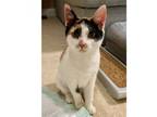 Adopt Chloe a Domestic Short Hair