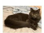Adopt Lila a Domestic Medium Hair