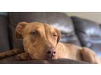 Adopt Bailey (surrender) a Catahoula Leopard Dog, Terrier