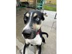Adopt Carly a Australian Shepherd