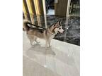 Adopt Owana (surrender) a Siberian Husky