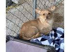 Adopt Devin a Terrier