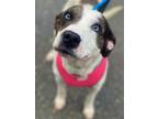 Adopt Gidget a Hound, Anatolian Shepherd