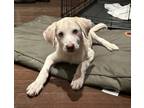 Adopt Venture a Anatolian Shepherd
