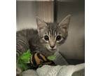 Adopt Slyvia a Domestic Short Hair
