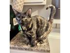 Adopt Marble a Domestic Short Hair