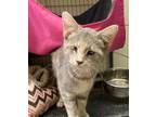 Adopt Anya a Domestic Short Hair