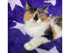 Adopt Eva a Persian