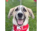 Adopt Ping a Great Pyrenees, Terrier
