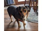 Adopt Cami a Dachshund