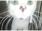 Adopt Snooze a Domestic Short Hair