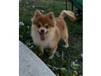 Adopt April a Pomeranian