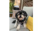 Adopt Hailey a Shih Tzu, Mixed Breed
