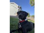 Adopt Birdie a German Shorthaired Pointer, Australian Shepherd