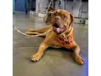 Adopt Shera a Dogue de Bordeaux