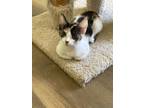 Adopt Ashari a Domestic Short Hair