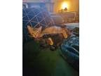 Adopt Tetra a Tabby