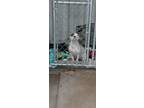 Adopt Drama a Pit Bull Terrier