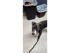Adopt Tia a Pit Bull Terrier, Mixed Breed