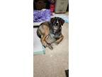 Adopt Charlie a Shepherd