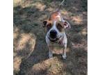 Adopt Laverne a Pit Bull Terrier, Boxer
