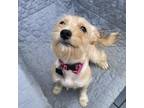 Adopt Sadie a Rat Terrier