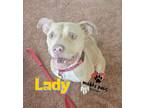 Adopt Lady a Pit Bull Terrier