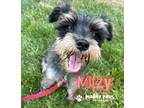 Adopt Mitzy a Schnauzer