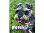 Adopt Bella a Schnauzer