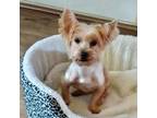 Adopt Whiskee (Dallas) a Yorkshire Terrier