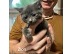 Adopt Zion a Russian Blue, Domestic Short Hair