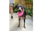 Adopt Josie a Hound, American Staffordshire Terrier
