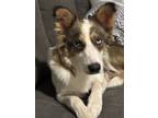 Adopt Bria a Australian Shepherd, Husky