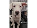 Adopt Juneau a Great Pyrenees