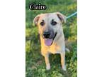 Adopt Claire a Anatolian Shepherd