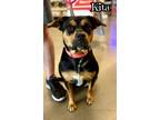 Adopt Kita a Staffordshire Bull Terrier