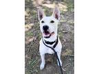 Adopt Sandy a Canaan Dog, Carolina Dog