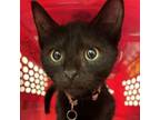 Adopt Shasta a Domestic Short Hair