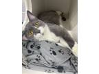 Adopt Rosie a Domestic Short Hair
