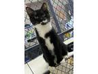 Adopt Flower a Domestic Short Hair