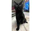 Adopt Chick a Domestic Short Hair